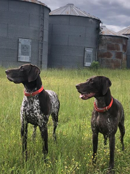 /images/uploads/southeast german shorthaired pointer rescue/segspcalendarcontest2019/entries/11487thumb.jpg